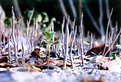Picture Title - Mangrove Forest