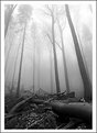 Picture Title - foggy forest of avalon