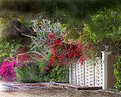 Picture Title - Garden Fence