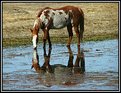 Picture Title - Dappled Horse Drinking.