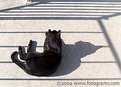 Picture Title - Shadow Cat