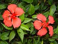 Picture Title - Hibiscus Brothers