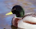 Picture Title - Just another duck