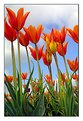 Picture Title - Tulip Festival