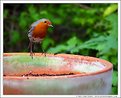 Picture Title - Red Breast