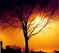 Picture Title - Sun Tree