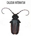 Picture Title - Callidium Antenatum