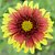 Blanket Flower