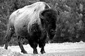 Picture Title - Bison