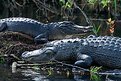 Picture Title - American Alligators