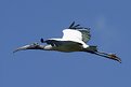Picture Title - Wood Stork in Flight