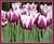 Tulips Purple White