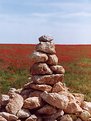 Picture Title - Cairn Poppy