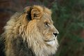 Picture Title - Magnificent Mane
