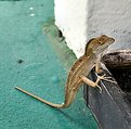 Picture Title - Just Hangin Out