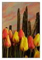 Picture Title - Tulips 2