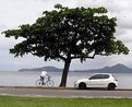 Picture Title - The cyclist