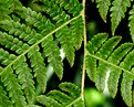 Picture Title - Fern w/Curls