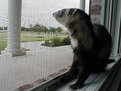 Picture Title - even ferrets get lonely