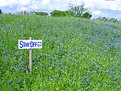 Picture Title - Stay Off the Flowers!