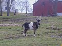 Picture Title - GOAT