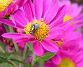 Picture Title - Waiter, there's a fly on my flower!