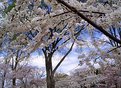 Picture Title -  shelter of blossoms