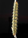 Picture Title - Hairy Larvae with Water Tank on the background