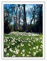 Picture Title - Carpet of daffodils