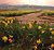 Daffodil Field