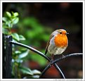 Picture Title - Sitting On The Fence