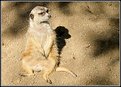 Picture Title - MeerKat 