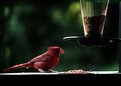Picture Title - Alabama Cardinal