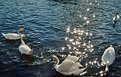Picture Title - Swans and stars