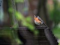 Picture Title - Robin 