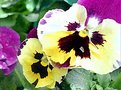 Picture Title - pansies