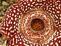 Picture Title - Rafflesia flower