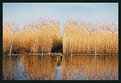 Picture Title - reed reflection