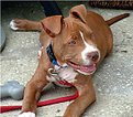 Picture Title - The Pit Bull Grin