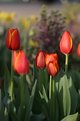 Picture Title - A Bouquet of Tulips