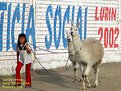 Picture Title - Mis llamas