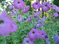 Picture Title - Petunias