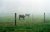 Cattle in the Mist