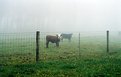 Picture Title - Cattle in the Mist
