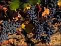 Picture Title - Grapes 