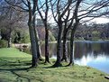 Picture Title - Lake Birches