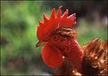 Picture Title - " Rooster "