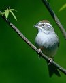 Picture Title - Chipping Sparrow