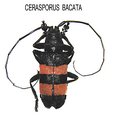 Picture Title - Cerasporus Bacata