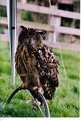 Picture Title - Heligan Owl